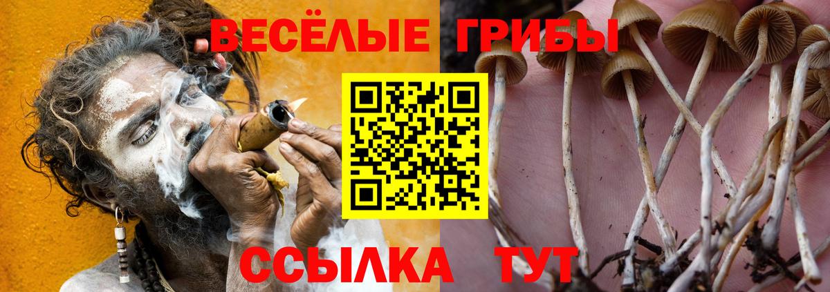 Галлюциногенные грибы Psilocybe Белореченск